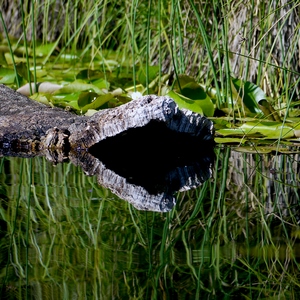 Ecorce flottant à al surface de l'eau et entourées de nénuphars et joncs vec reflets - France  - collection de photos clin d'oeil, catégorie paysages